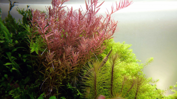 Rotala rotundifolia - Rundblättrige Rotala